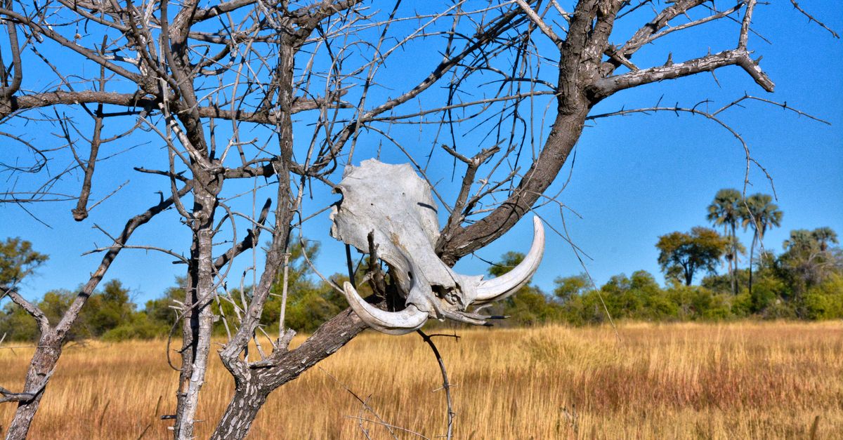 eSIM voor Botswana: mobiele data in Gaborone, Maun en op safari