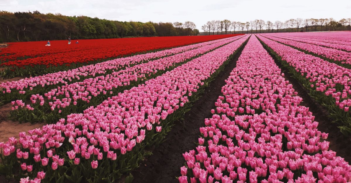 The Best Time to Visit the Netherlands: A Season-by-Season Guide